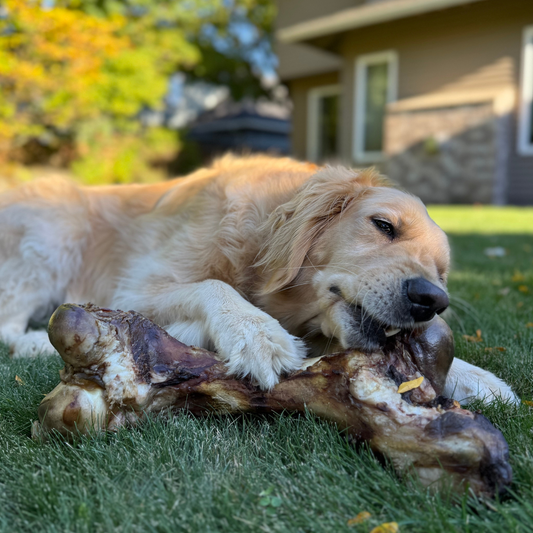Giant Beef Marrow Dog Bone For Large Dogs