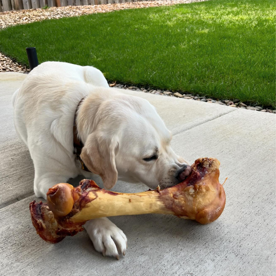 The Big Ol' Bone | Giant Beef, 15-18” long