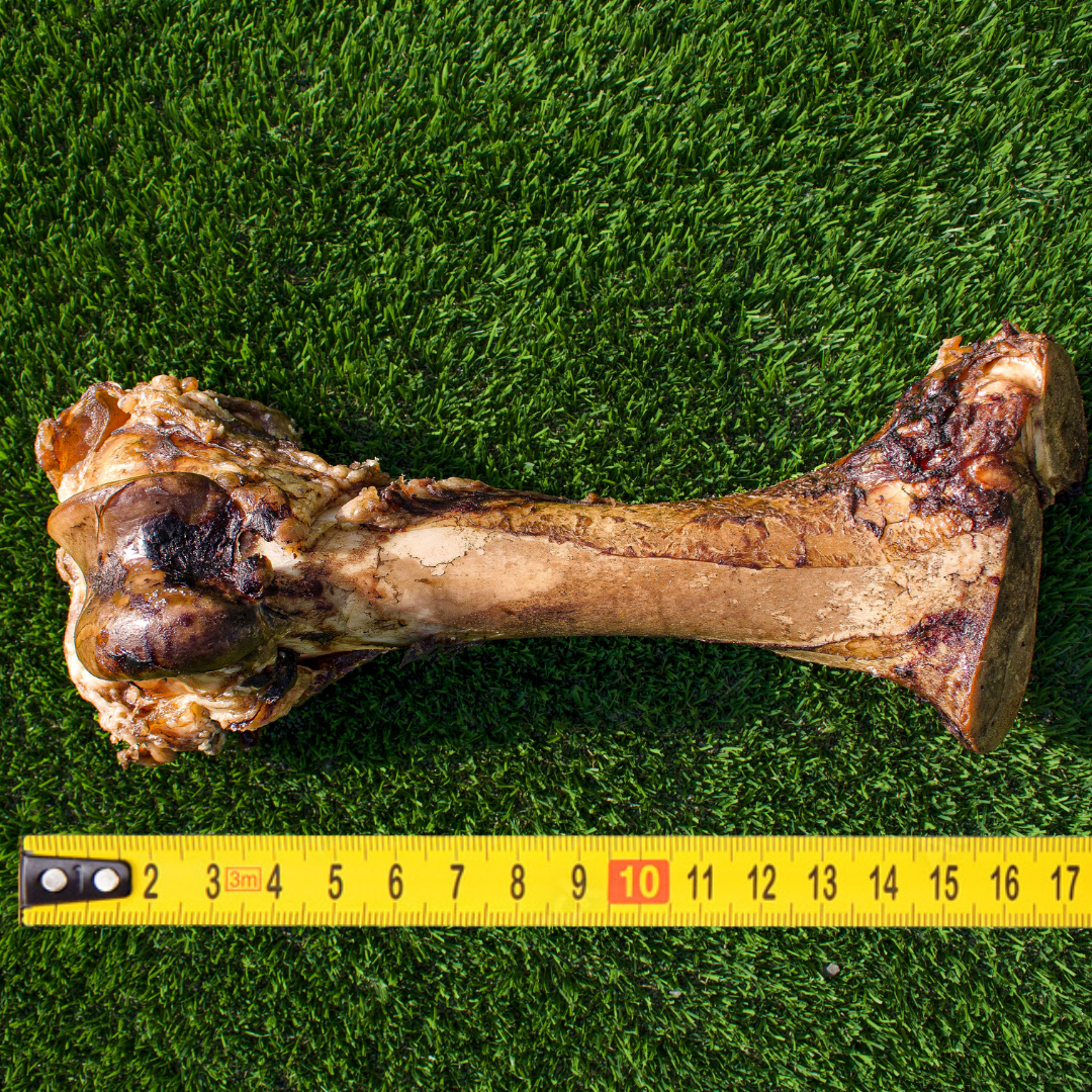 The Big Ol' Bone | Giant Beef, 15-18” long