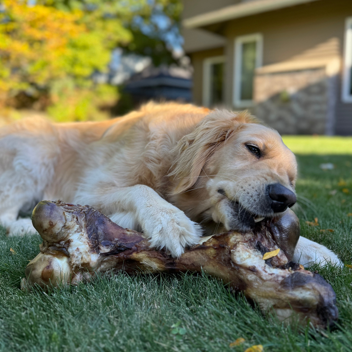 Farmer's Fetch - Premium Quality, Farm-Fresh Marrow Bones For Dogs