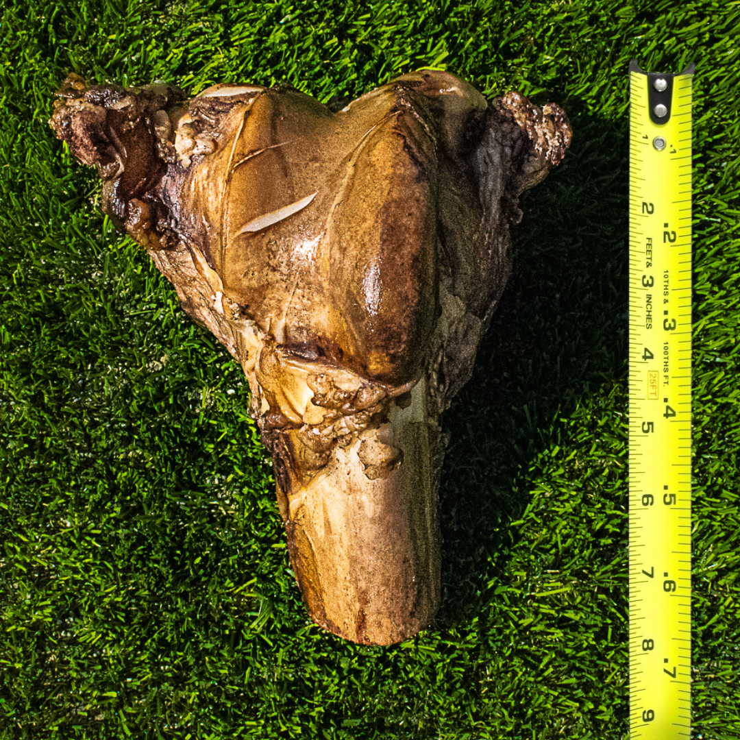 Large grass-fed dog bone for large dog breeds cut in half