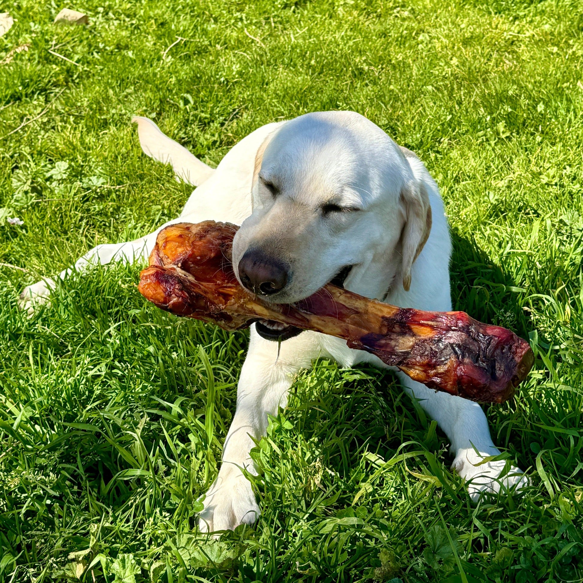 Large grass-fed dog bone for large breeds