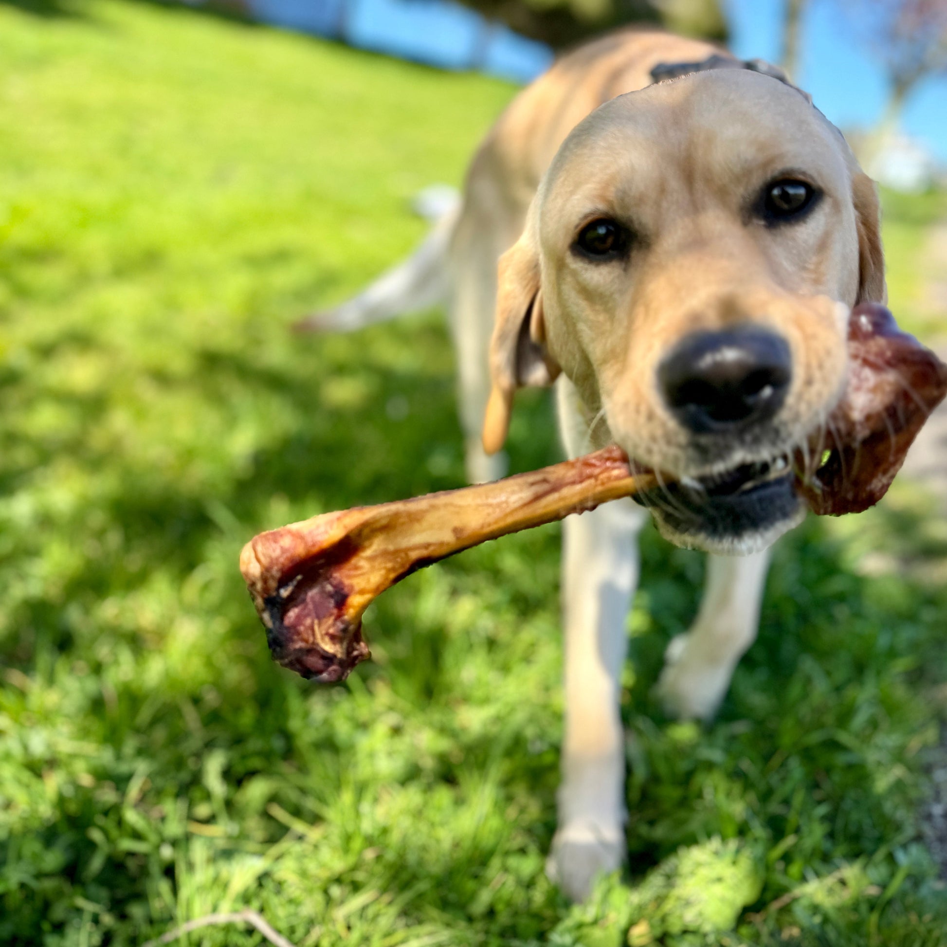 Grass-fed and meaty smoked lamb marrow dog bones