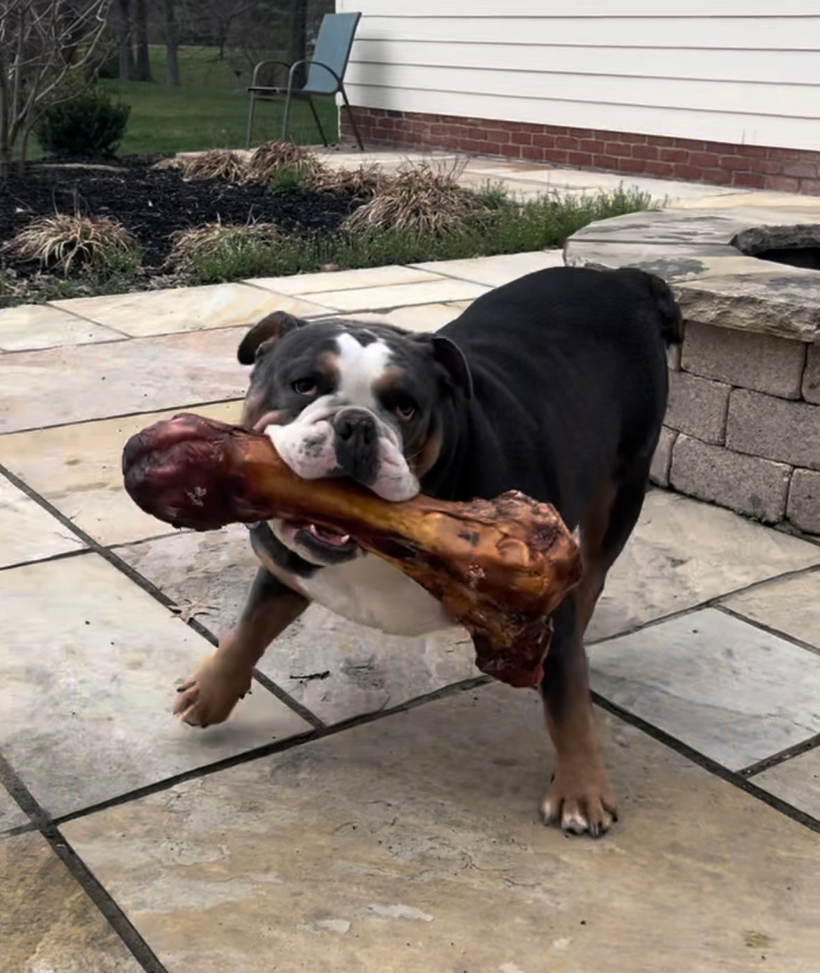 Large grass-fed dog bone for large breeds