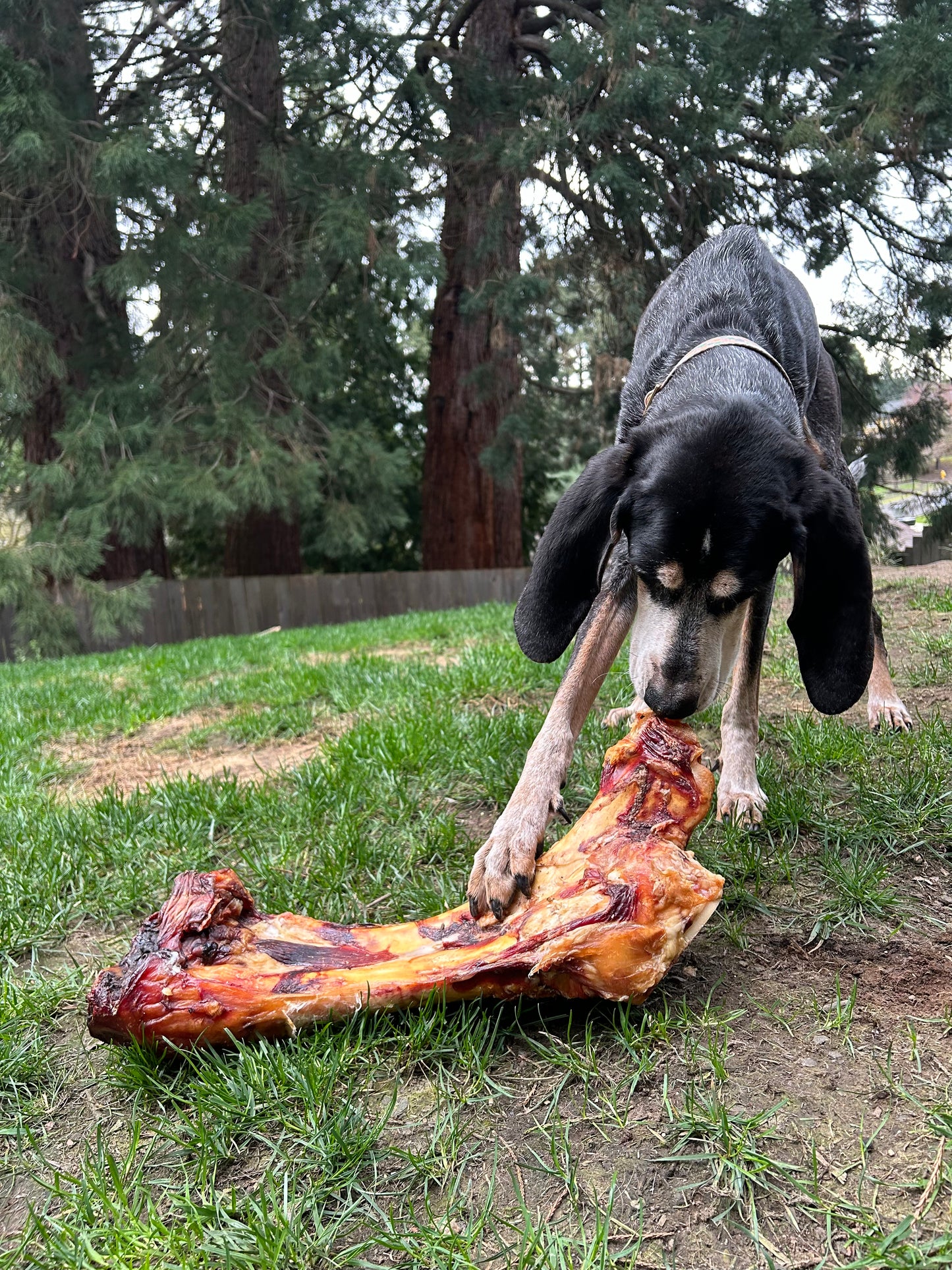 Giant grass-fed dog bone for large breeds