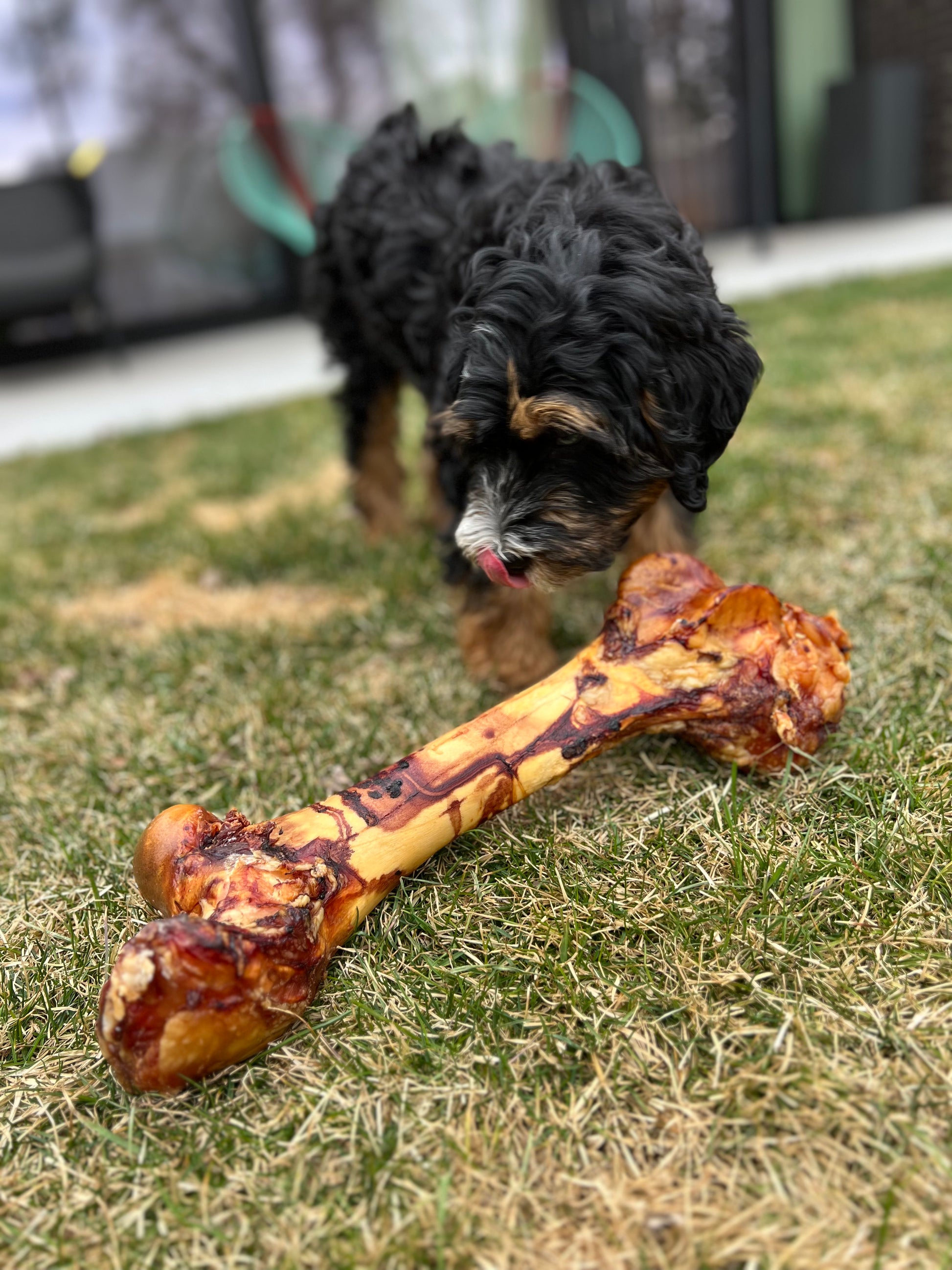 Large grass-fed dog bone for large breeds