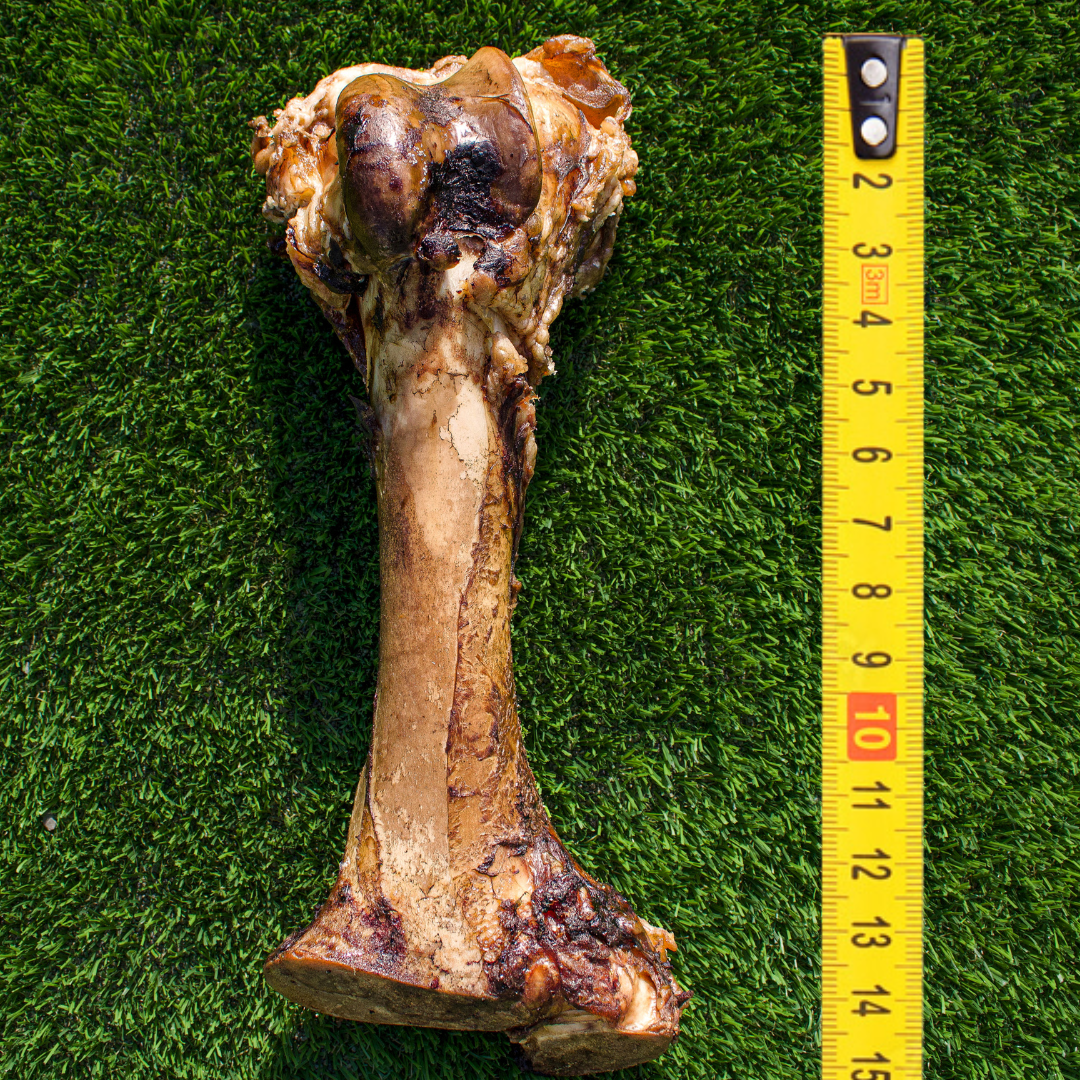 Large grass-fed dog bone for large dog breeds