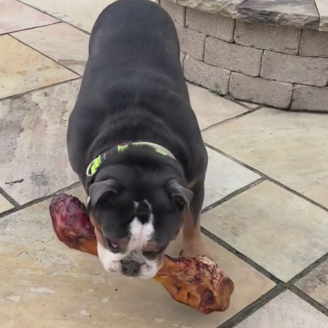 Bulldog with large grass-fed beef marrow dog bone